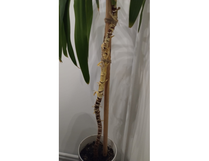 10 x Pflanzstab Rundstab Ø 20mm... 10 x Pflanzstab Rundstab Ø 20mm...