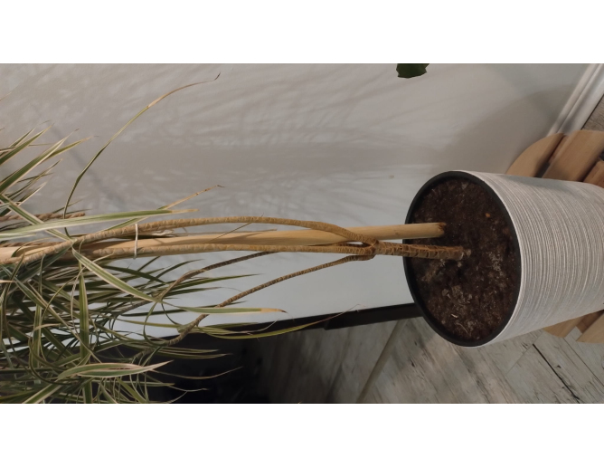 10 x Pflanzstab Rundstab Ø 20mm... 10 x Pflanzstab Rundstab Ø 20mm...