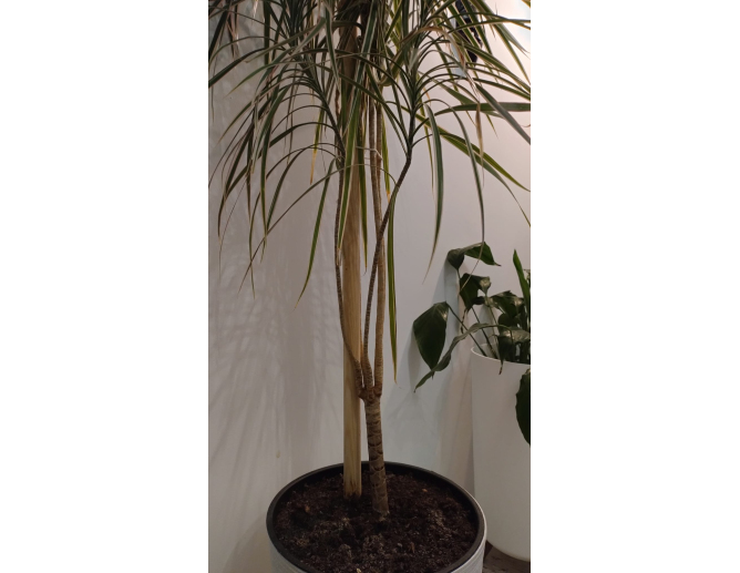 100 x Pflanzstab Rundstab Ø 20mm... 100 x Pflanzstab Rundstab Ø 20mm...