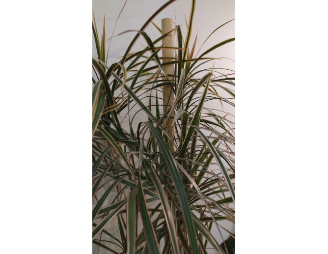 100 x Pflanzstab Rundstab Ø 20mm... 100 x Pflanzstab Rundstab Ø 20mm...